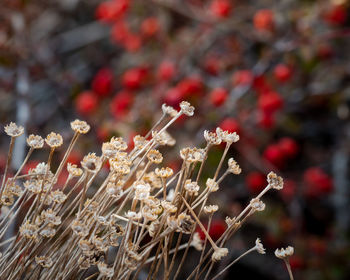 Close-up of red flowering plant