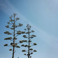 Low angle view of tree against sky