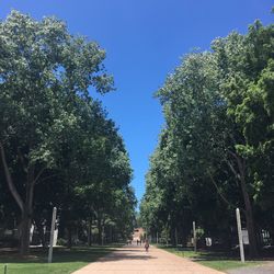 Trees in park against blue sky