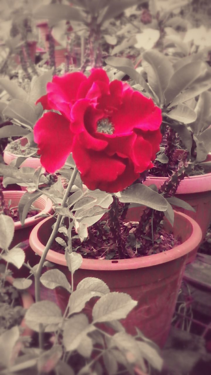 flower, petal, fragility, freshness, flower head, pink color, growth, plant, beauty in nature, red, close-up, rose - flower, focus on foreground, nature, blooming, leaf, in bloom, potted plant, selective focus, day