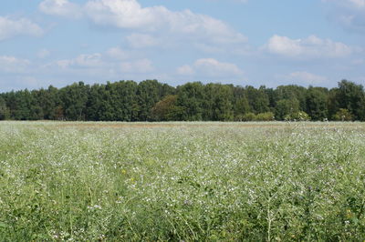 Scenic view of landscape against sky