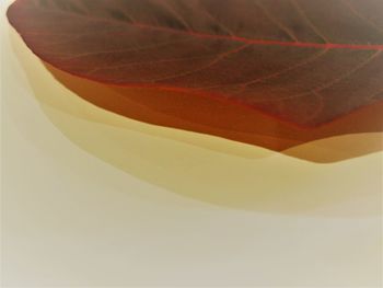 Close-up of red rose against white background