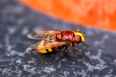 Close-up of hornet