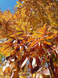 Low angle view of autumnal tree against sky