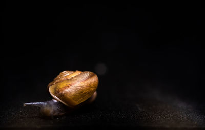 Close-up of snail on black background