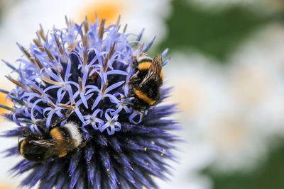 Close-up of bee on purple flower