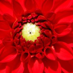 Full frame shot of red flowers