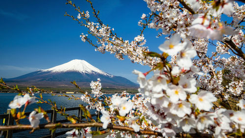 View of cherry blossom tree in snow