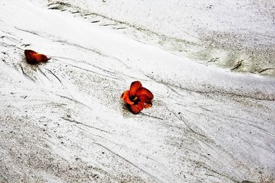 Close-up of red flower