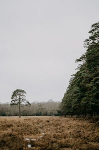 Trees on field against clear sky