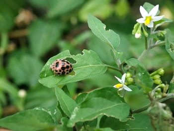 Close-up of insect on plant