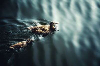 High angle view of duck swimming in lake