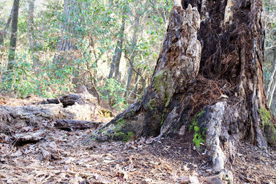 Trees growing in forest