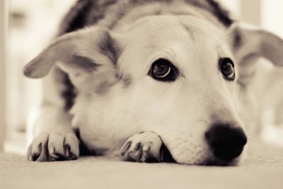 Close-up portrait of a dog