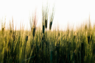 Close-up of wheat field against sky