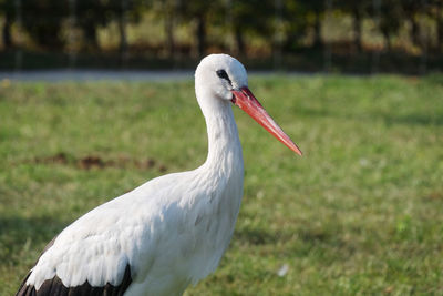 Close-up of a bird on field