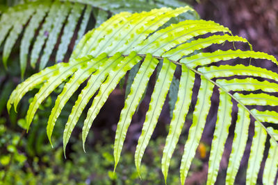 Close-up of fern leaves