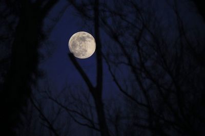 Low angle view of bare tree against moon at night