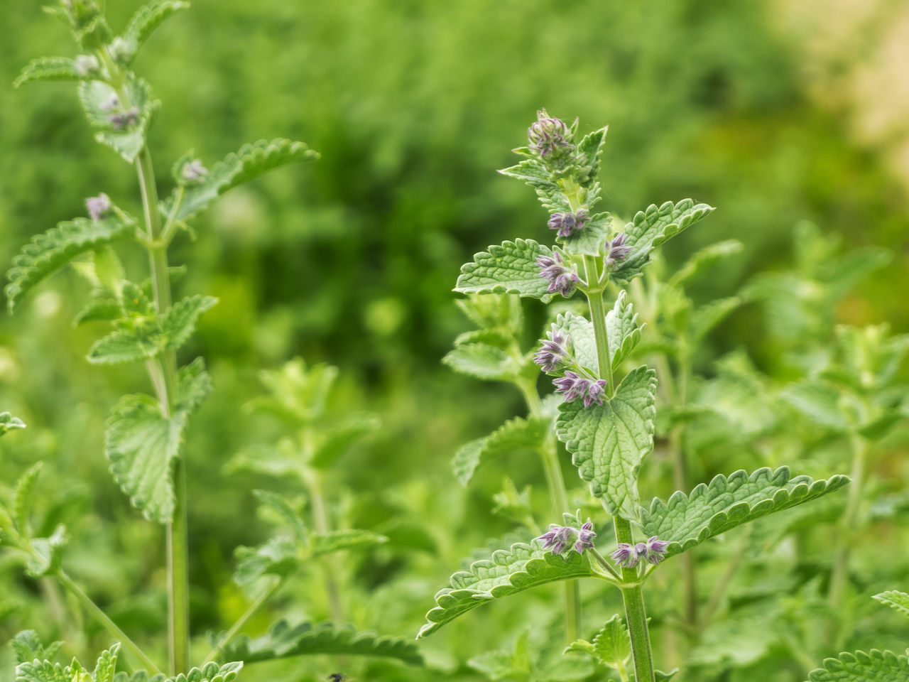 CLOSE-UP OF PURPLE FLOWERING PLANTS ON LAND