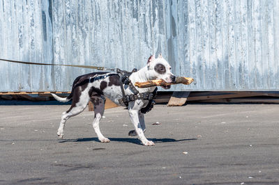 View of a dog looking away