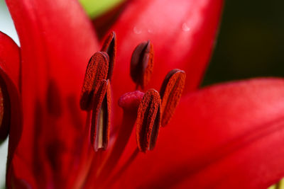 Close-up of red rose flower