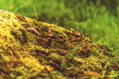 Close-up of moss growing on tree trunk