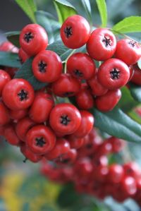 Close-up of rowan berries growing outdoors