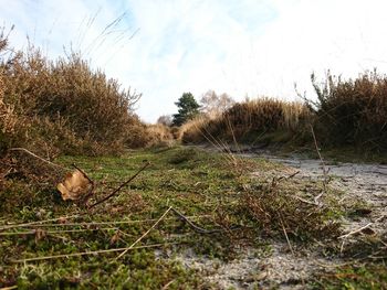 Close-up of wet grass against sky