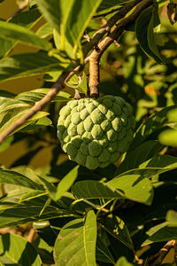 Close-up of fruit on plant