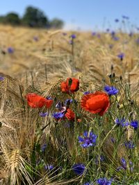 Close-up of purple flowering plants on field