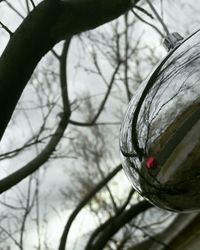 Close-up of bare tree branch during winter
