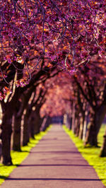 View of cherry blossom in park