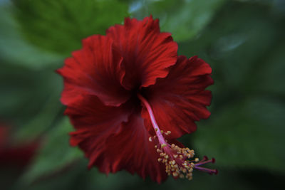 Close-up of red hibiscus blooming outdoors