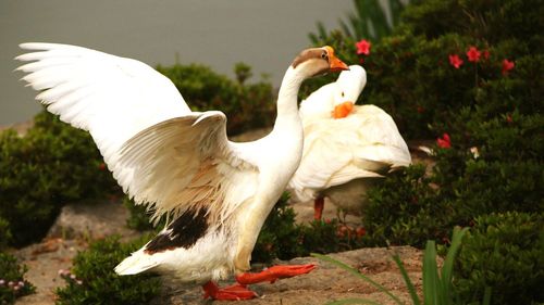 Close-up of swan