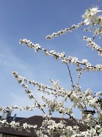 Low angle view of cherry blossoms against sky