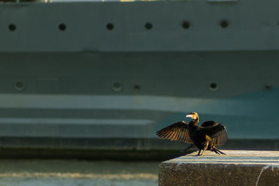 Great cormorant with spread wings perching against boat in sea