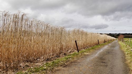 Road amidst corn field against sky