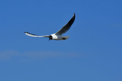 Low angle view of seagull flying in sky