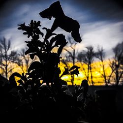 Close-up of silhouette plant on field against sky during sunset