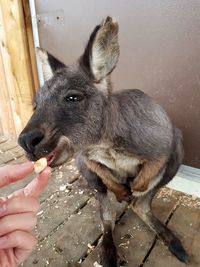 Close-up of hand feeding