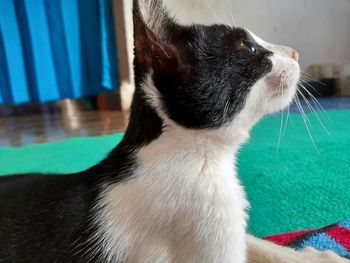 Close-up of a cat at home