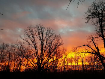 Silhouette of bare tree at sunset