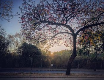 Trees by river against sky during sunset