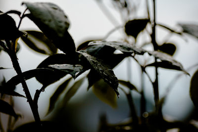 Close-up of plant against blurred background