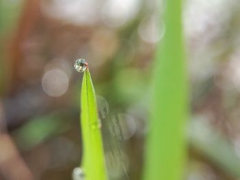 Close-up of insect on leaf