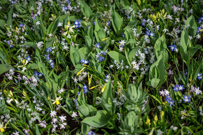 Close-up of purple flowering plants on field