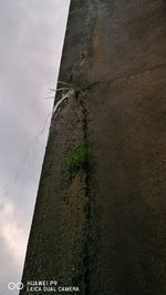 Low angle view of plants against wall