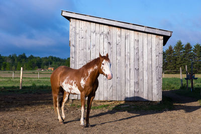 Beautiful brown horse with sabino markings standing next to shed in enclosure during sunny morning