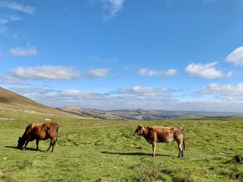 Cows in a field