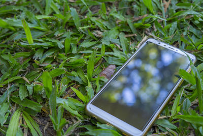 Close-up of plant on field